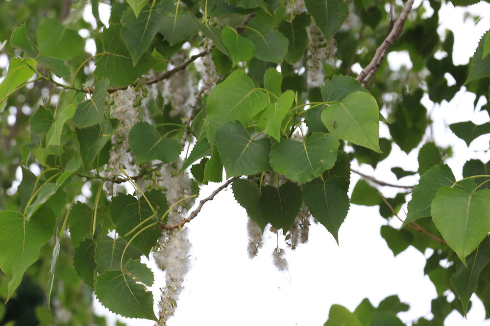 Thinking Poplars