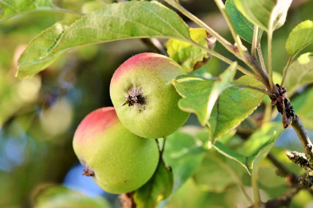 Canadian Prairie Hardy Fruit