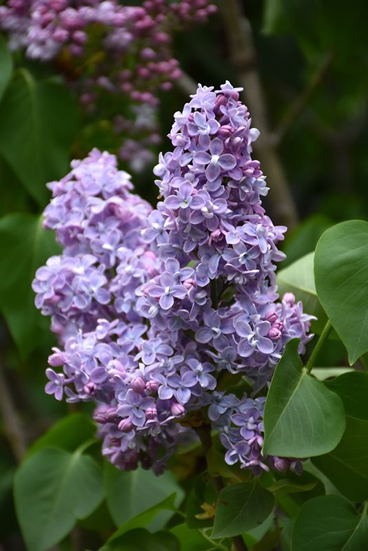 Lilacs