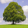 Linden American (Tilia americana) - Tree Seedling