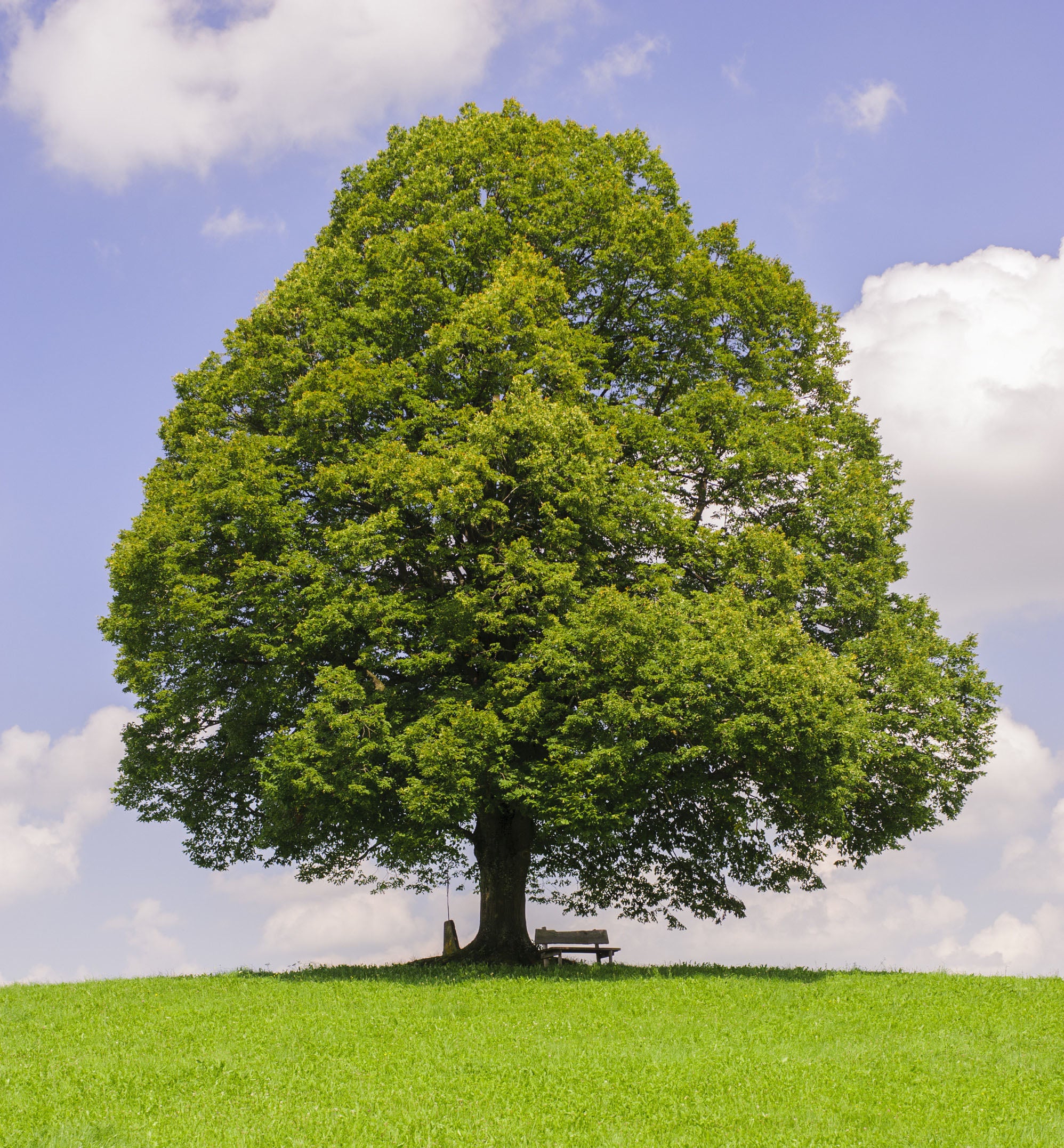 Linden American (Tilia americana) - Tree Seedling