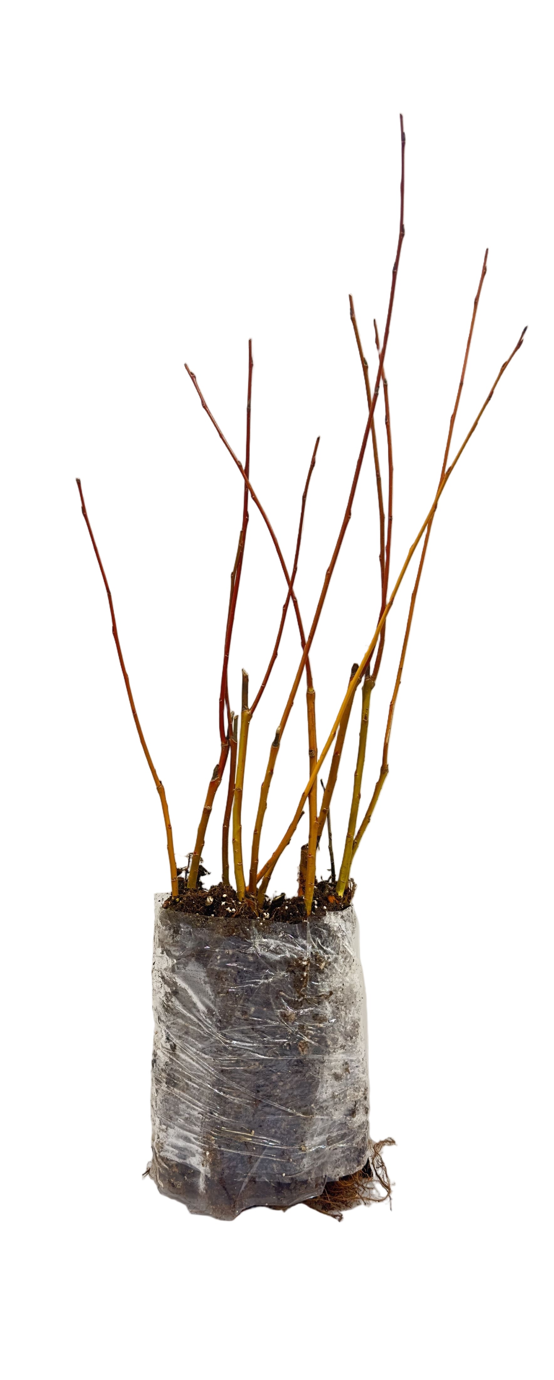 Willow Acute (Salix acutifolia) - Tree Seedling