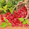 Raspberry Boyne (Rubus) - Shrub Seedling