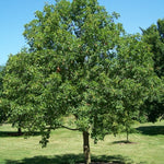 Buckeye Ohio (Aesculus glabra) - Tree Seedling