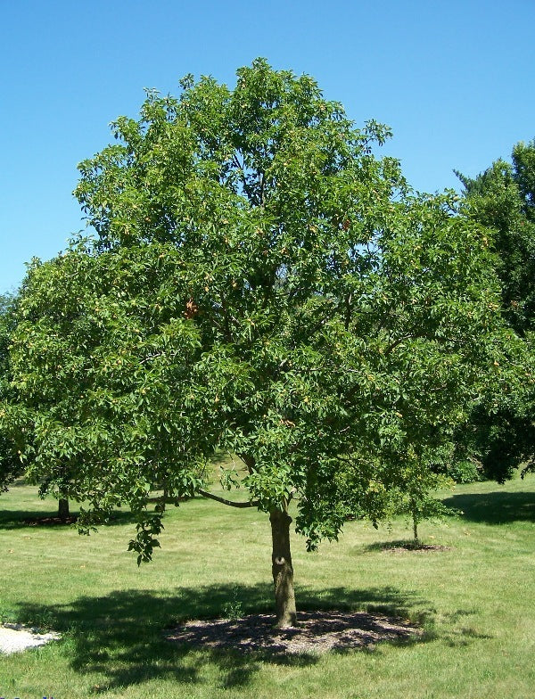 Buckeye Ohio (Aesculus glabra) - Tree Seedling