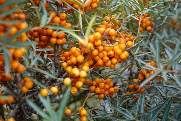 Sea Buckthorn Prairie Sunset (female - fruit bearing) (Hippophae rhamnoides) - Shrub Seedling