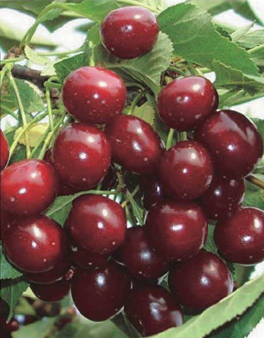 Cherry Rose (Prunus) - Shrub Seedling