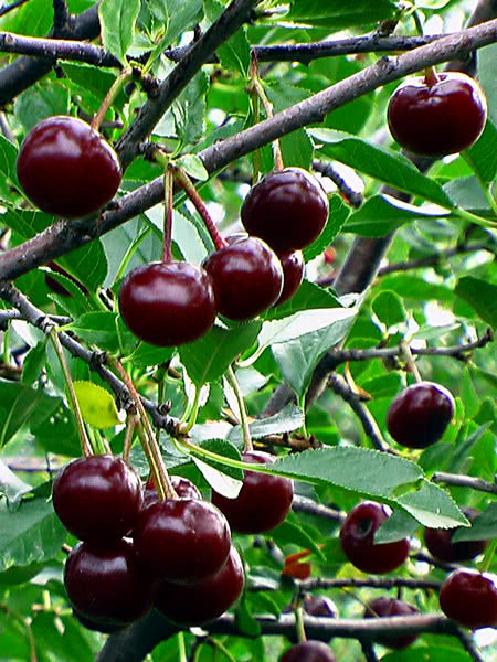 Cherry Romeo (Prunus x kerrasis) - Shrub Seedling