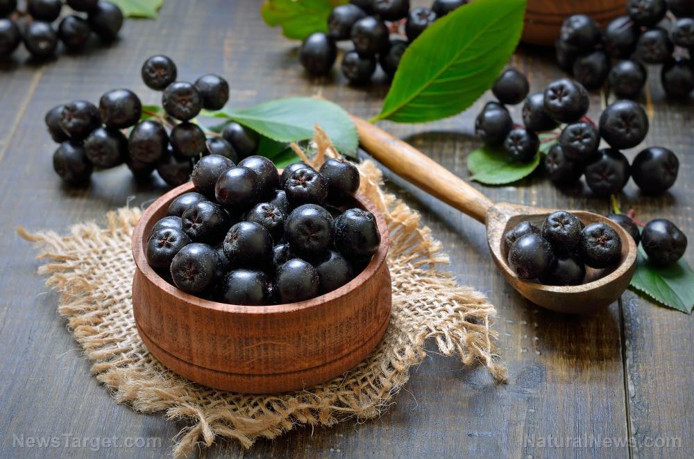 Chokeberry (Aronia melanocarpa) - Shrub Seedling