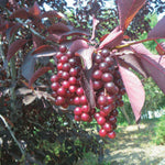 Chokecherry Robert (Prunus virginiana) - Shrub Seedling