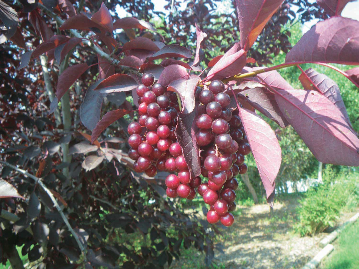 Chokecherry Robert (Prunus virginiana) - Shrub Seedling