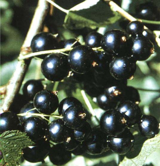 Currant Ben Hope (Ribes nigrum) - Shrub Seedling