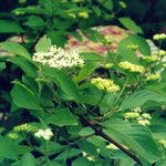 Dogwood Red Osier (Cornus sericea) - Shrub Seedling