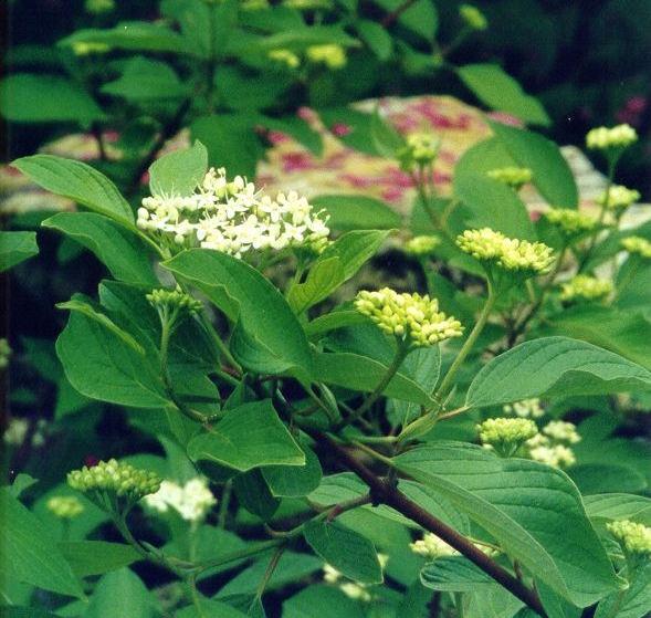 Dogwood Red Osier (Cornus sericea) - Shrub Seedling