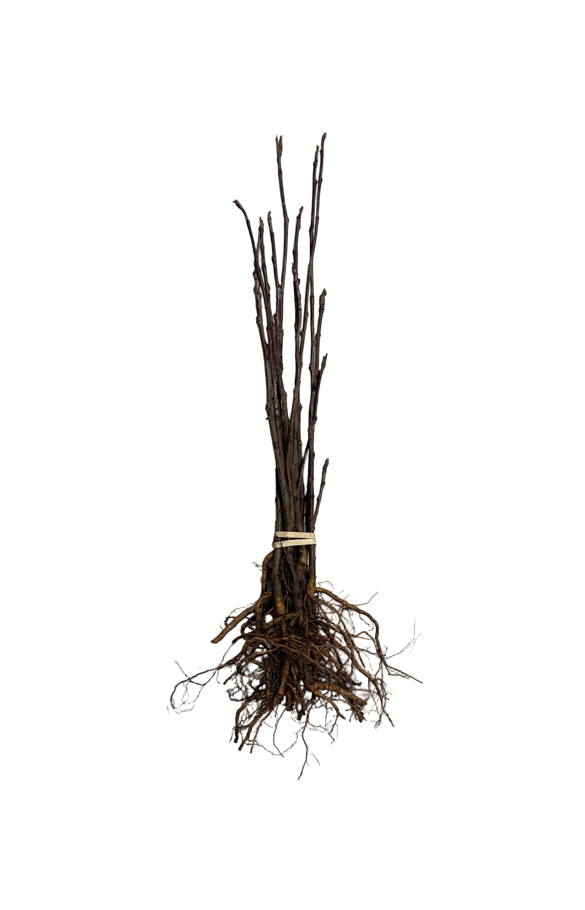 Mountain Ash European (Sorbus aucuparia) - Tree Seedling