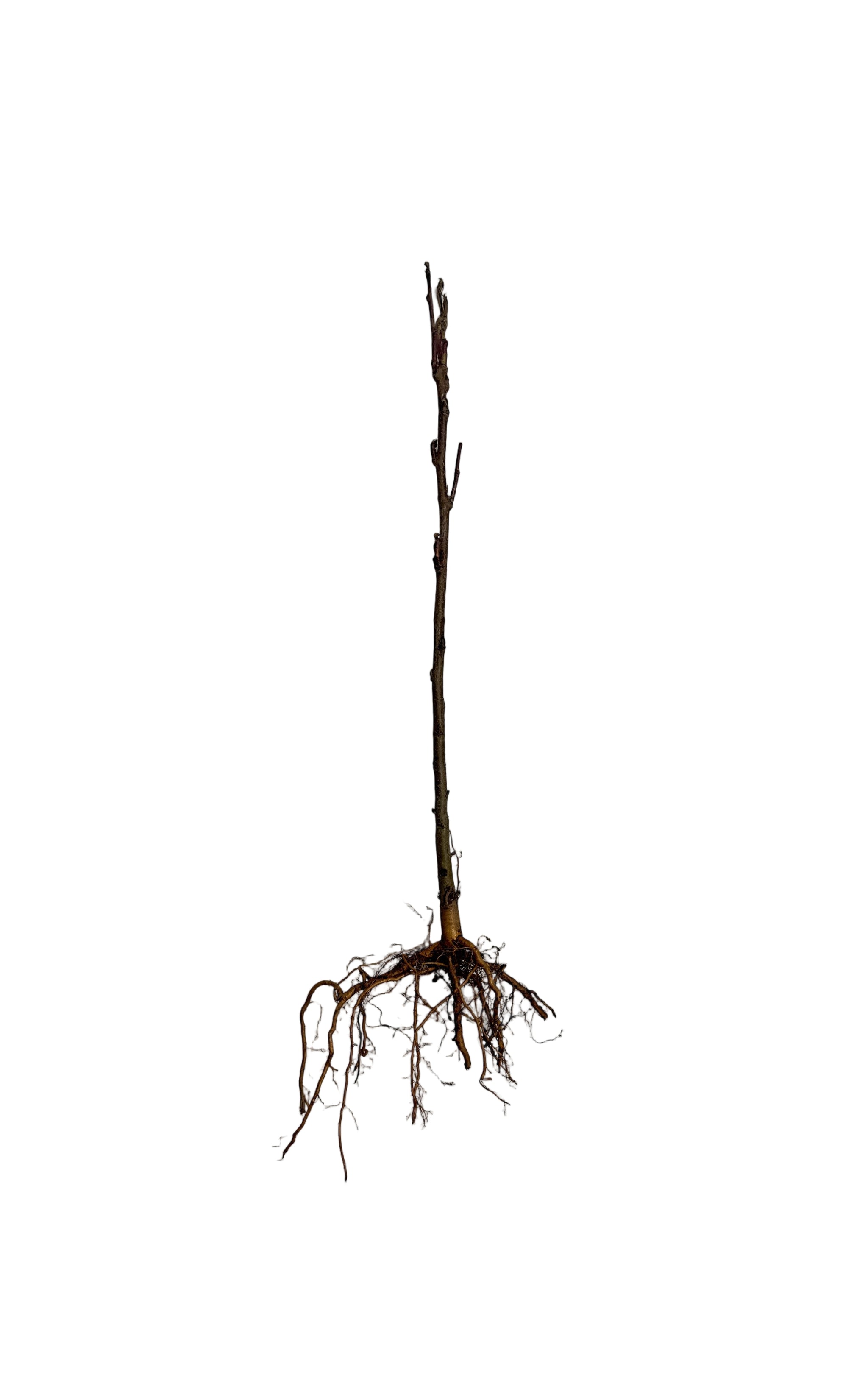 Mountain Ash European (Sorbus aucuparia) - Tree Seedling