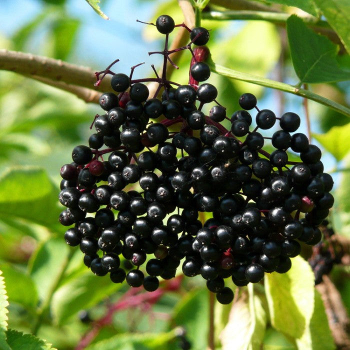 Elderberry Adams (Sambucus canadensis) - Shrub Seedling