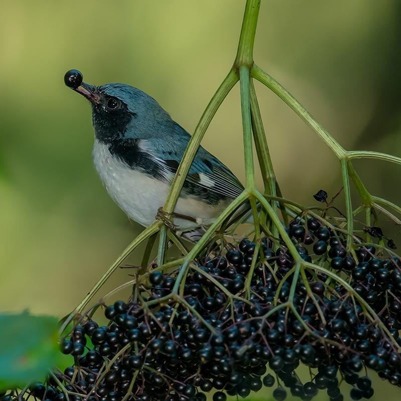 Elderberry Johns (Sambucus canadensis) - Shrub Seedling