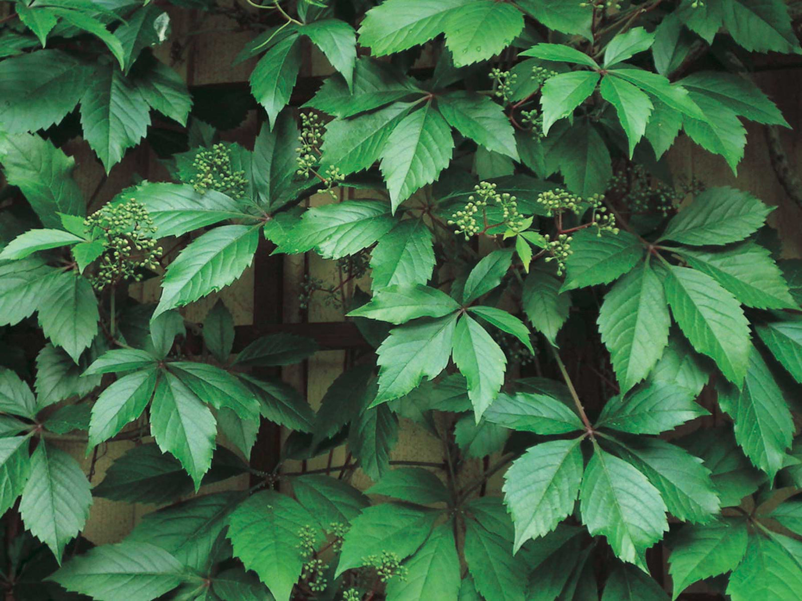 Engleman Ivy (Parthenocissus quinquefolia) - Vine Seedling