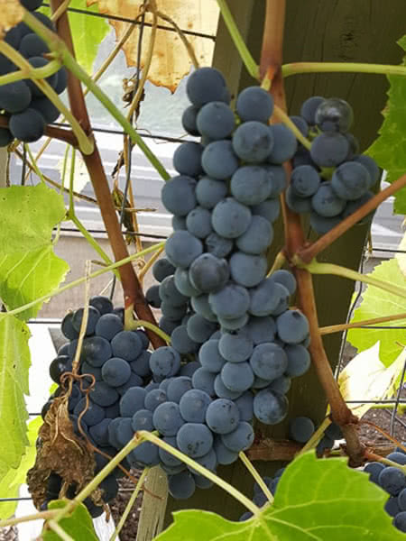 Grape F130 (Vitis) - Vine Seedling