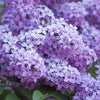 Lilac Vulgaris (Syringa vulgaris) - Shrub Seedling