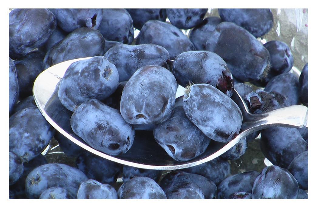 Haskap (Honeyberry) Borealis (Lonicera caerulea) - Shrub Seedling