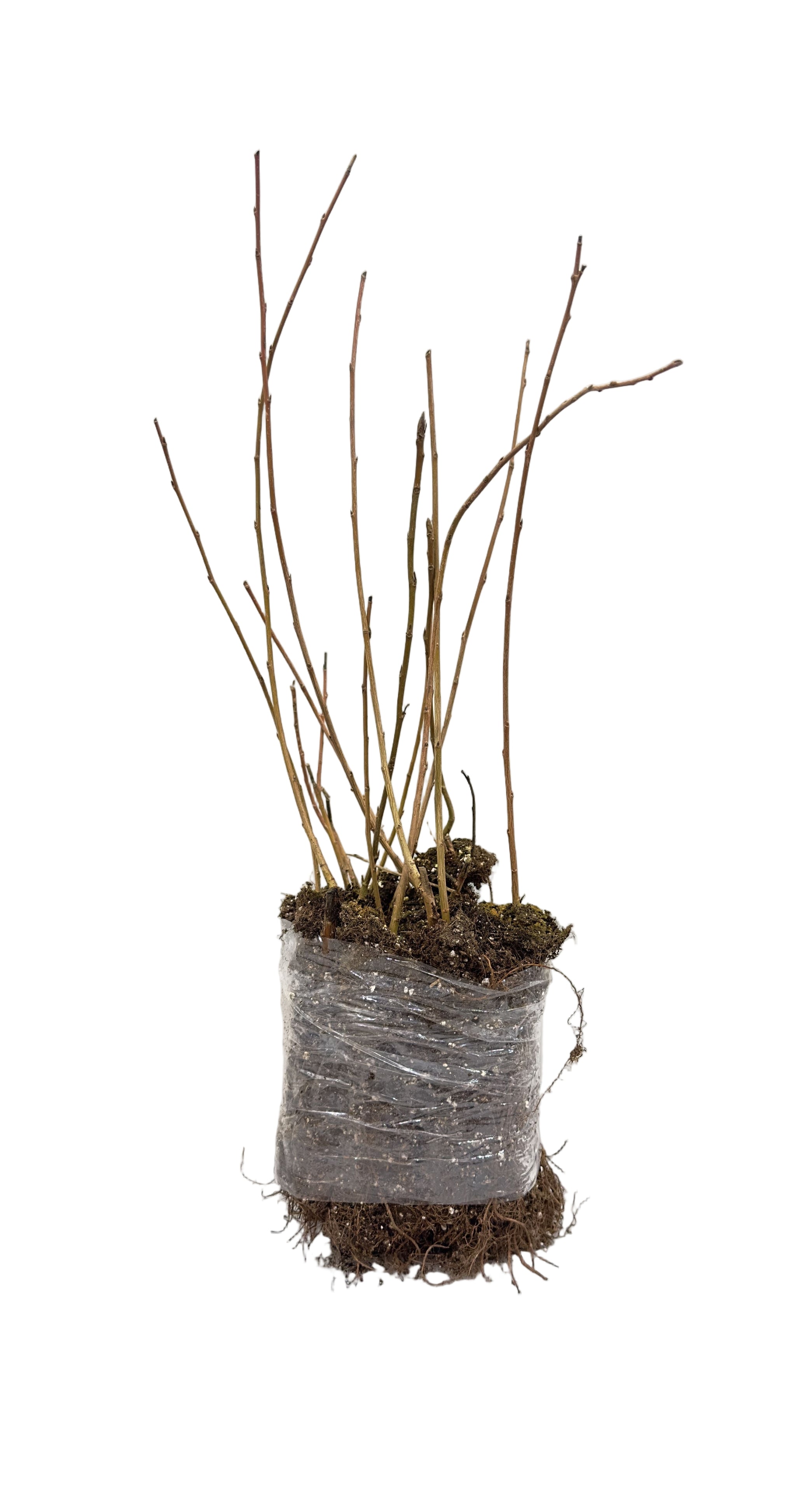 Willow Weeping Lace (Salix babylonica) - Tree Seedling