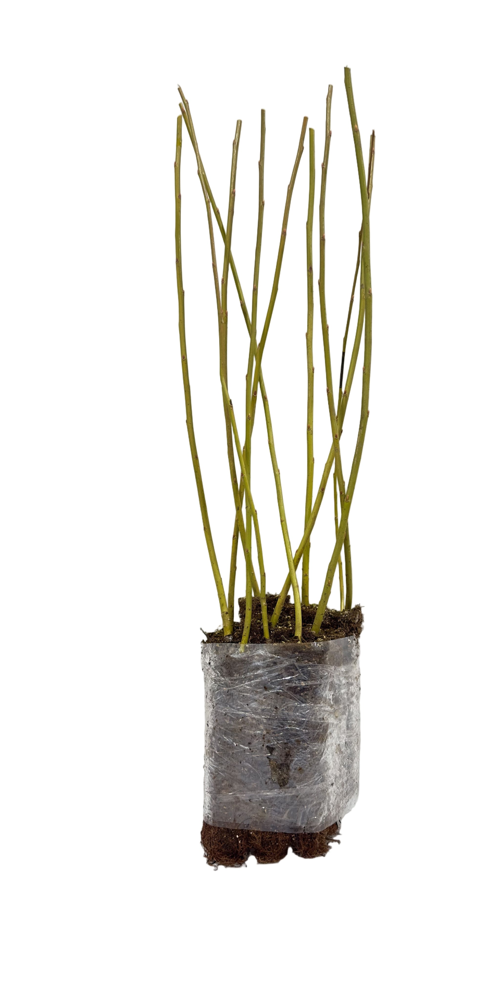 Willow Laurel Leaf (Salix pentandra) - Tree Seedling