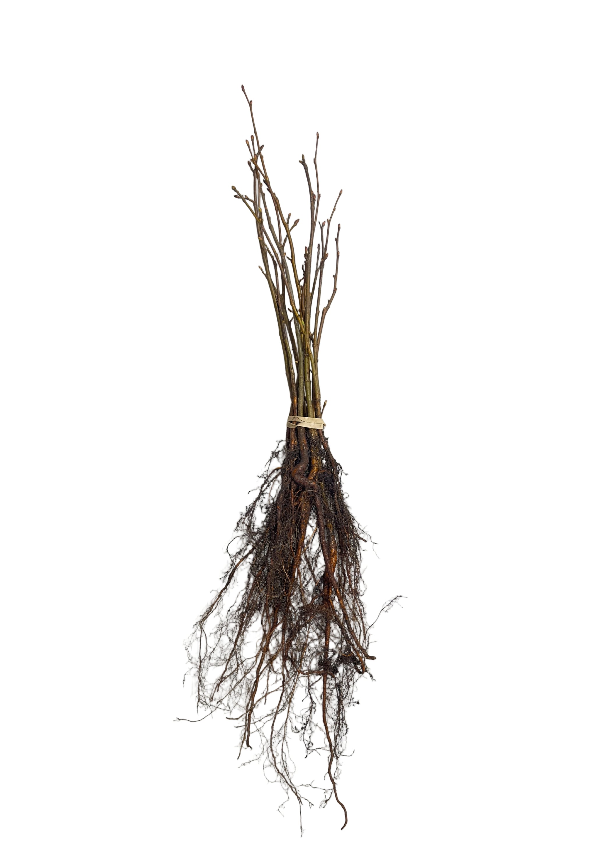 Linden Littleleaf (Tilia cordata) - Tree Seedling