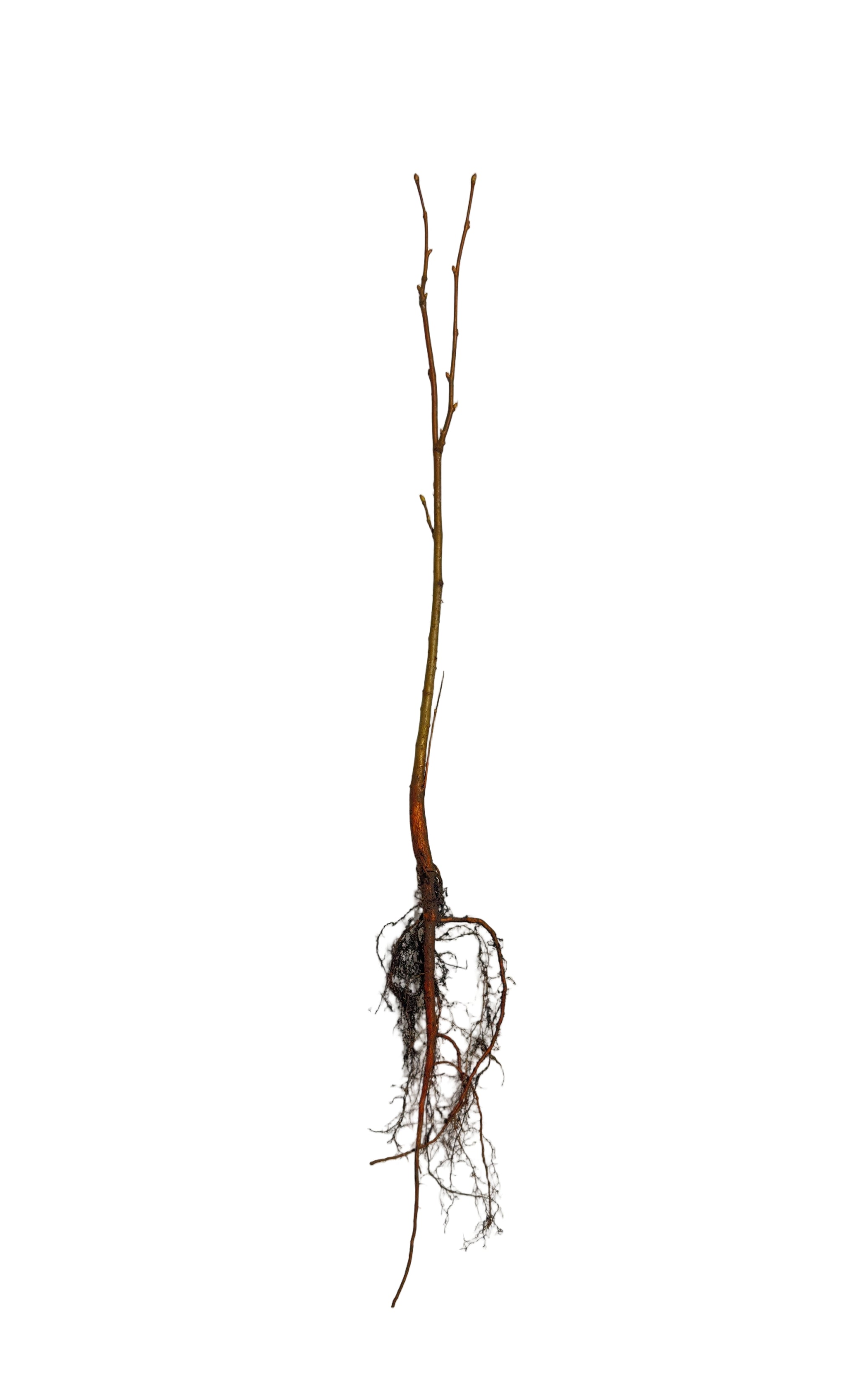 Linden Littleleaf (Tilia cordata) - Tree Seedling