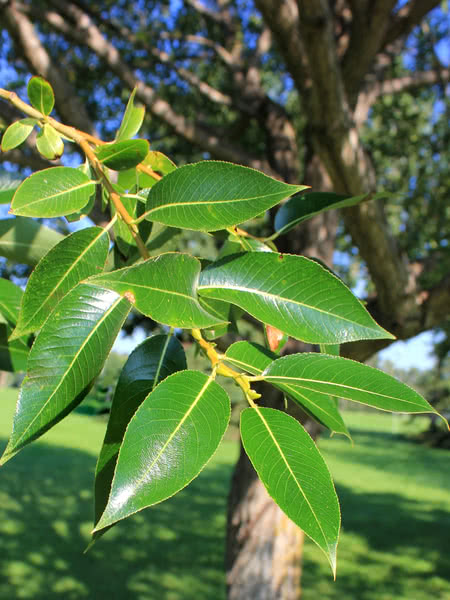 Willow Laurel Leaf (Salix pentandra) - Tree Seedling