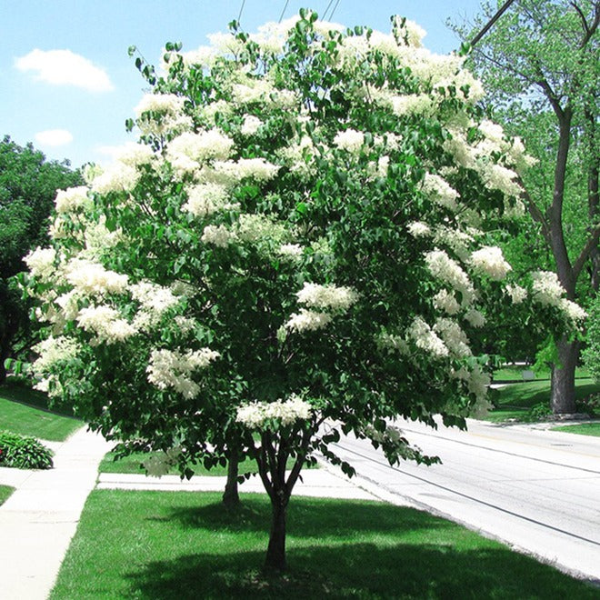 Lilac Japanese Tree (Syringa reticulata) - Tree Seedling