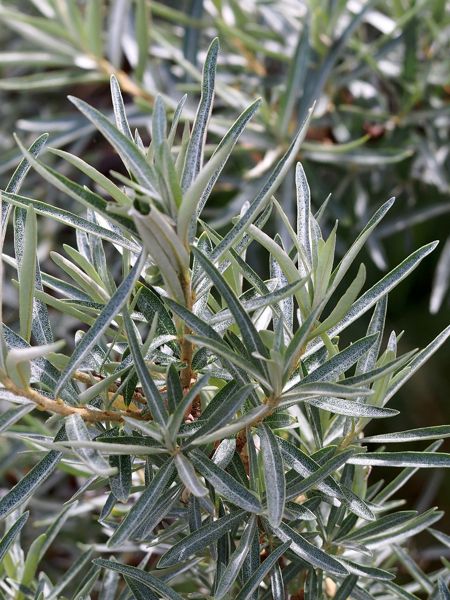 Sea Buckthorn - Male (Hippophae rhamnoides) - Shrub Seedling