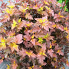 Ninebark Centre Glow (Physocarpus opulifolius) - Shrub Seedling