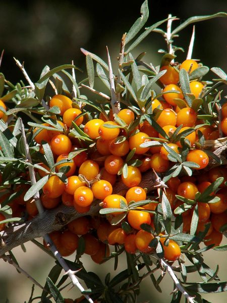 Sea Buckthorn Orange September (female - fruit bearing) (Hippophae rhamnoides) - Shrub Seedling