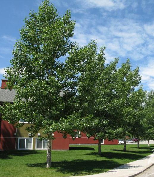 Poplar Okanese (Populus) - Tree Seedling