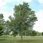 Poplar Tristis (Populus) - Tree Seedling