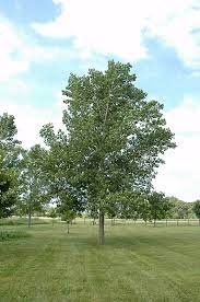 Poplar Tristis (Populus) - Tree Seedling