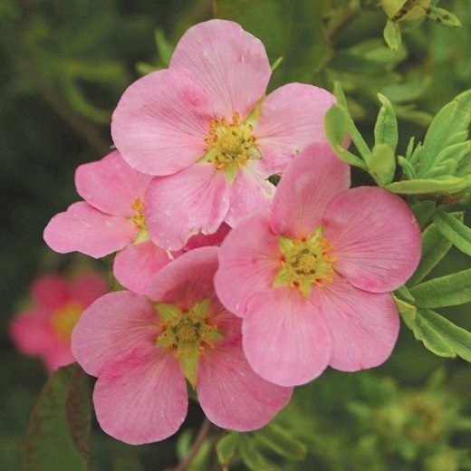 Potentilla Pink Beauty (Potentilla fruticosa) - Shrub Seedling