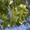 Poplar Prairie Sky (Populus 'x' canadensis) - Tree Seedling