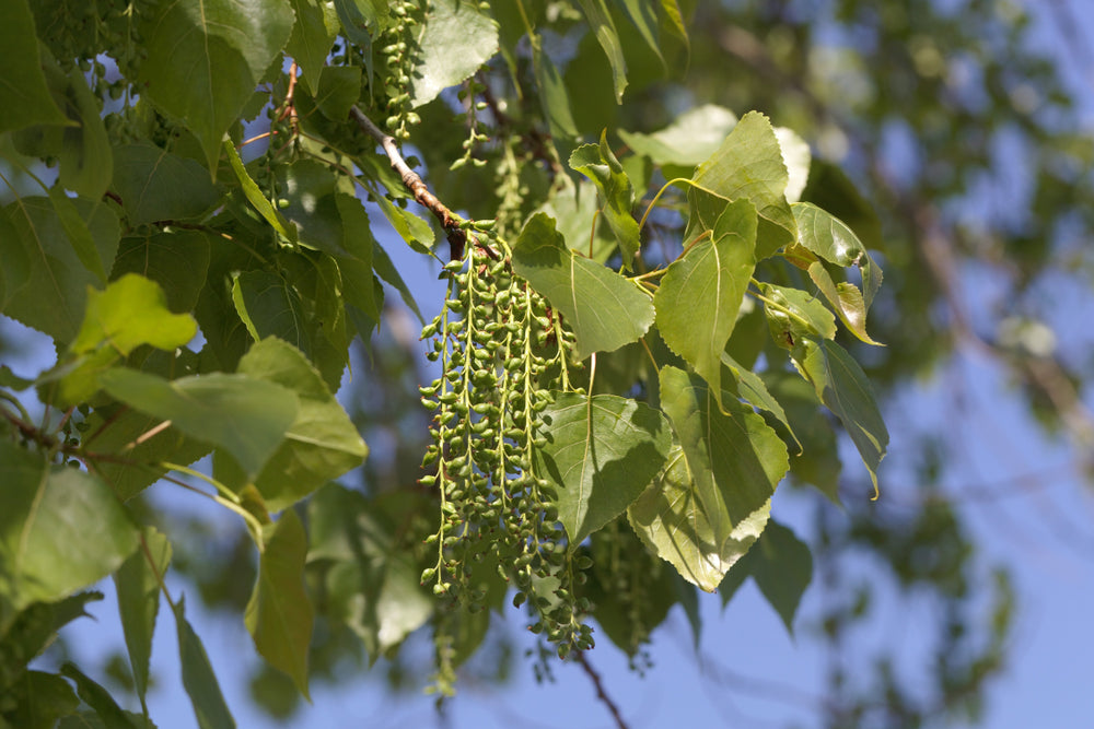 Poplar Prairie Sky (Populus 'x' canadensis) - Tree Seedling