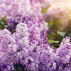 Lilac Villosa (Syringa prestoniae) - Shrub Seedling