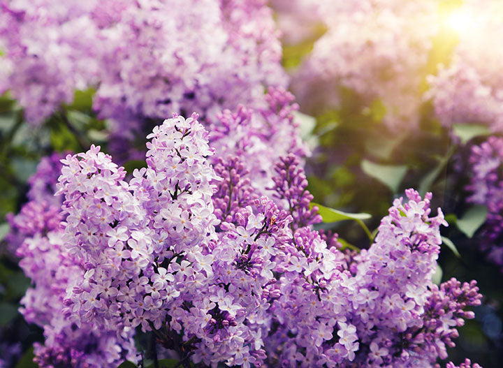 Lilac Villosa (Syringa prestoniae) - Shrub Seedling