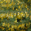 Caragana Pygmy (Caragana pygmaea) - Shrub Seedling