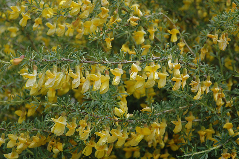 Caragana Pygmy (Caragana pygmaea) - Shrub Seedling