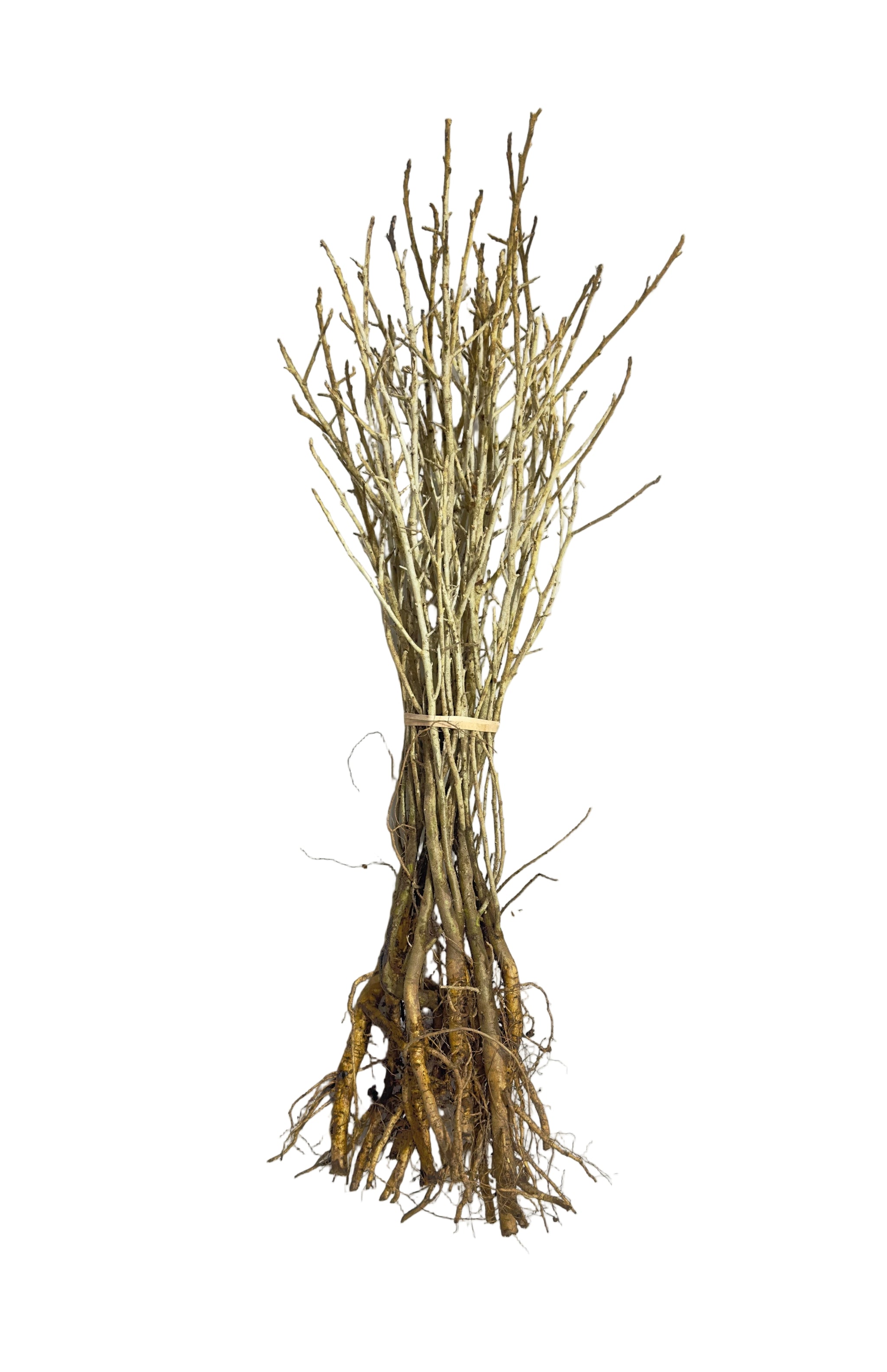 Olive Russian (Elaeagnus angustifolia) - Tree Seedling