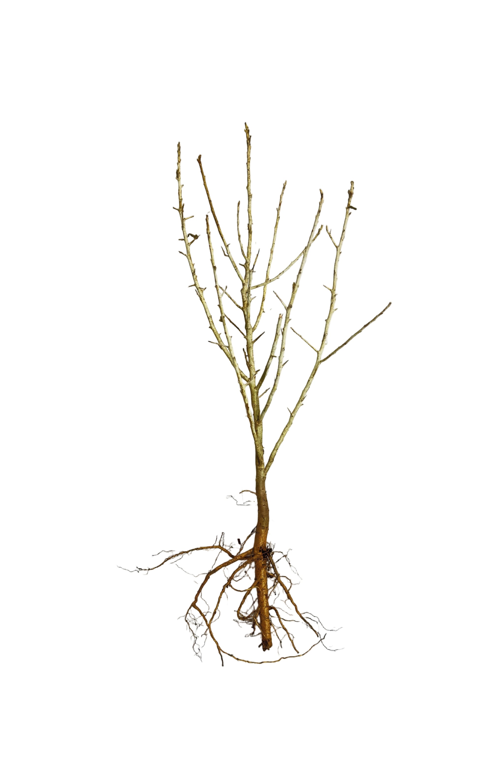 Olive Russian (Elaeagnus angustifolia) - Tree Seedling