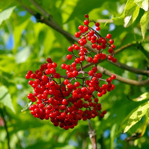 Elder Red (Sambucus racemosa) - Shrub Seedling