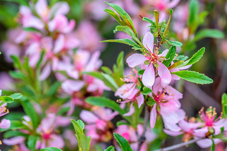 Almond Russian (Prunus tenella) - Shrub Seedling