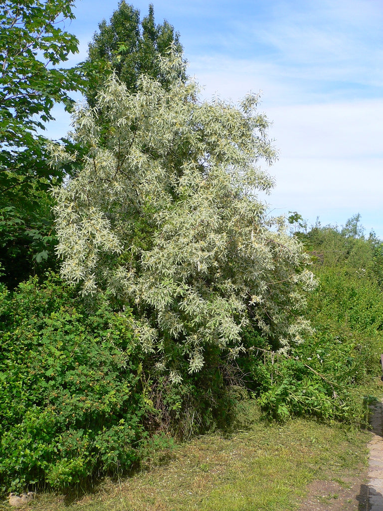 Olive Russian (Elaeagnus angustifolia) - Tree Seedling
